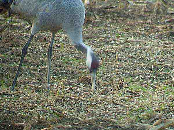 Stolzer Vogel